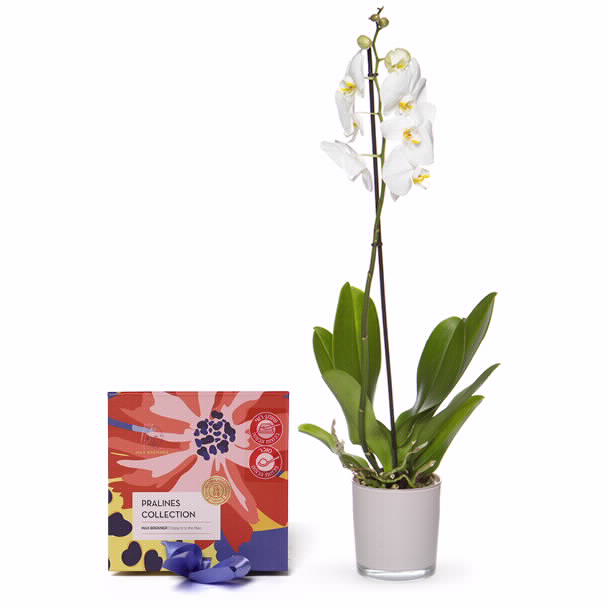 עציץ בחלב בעל ענף בודד בשילוב פרליני שוקולד