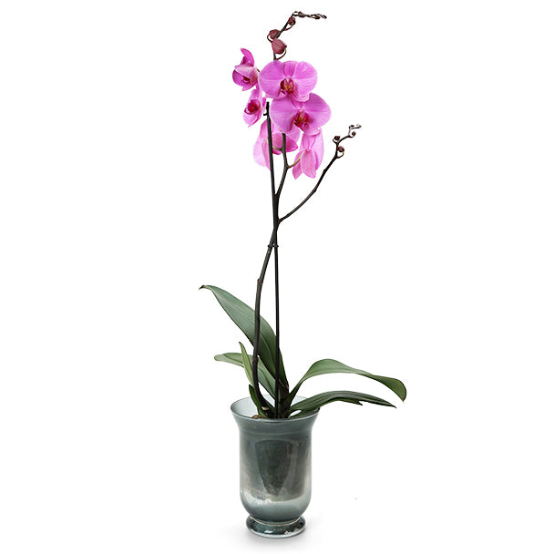 A single orchid in a pot