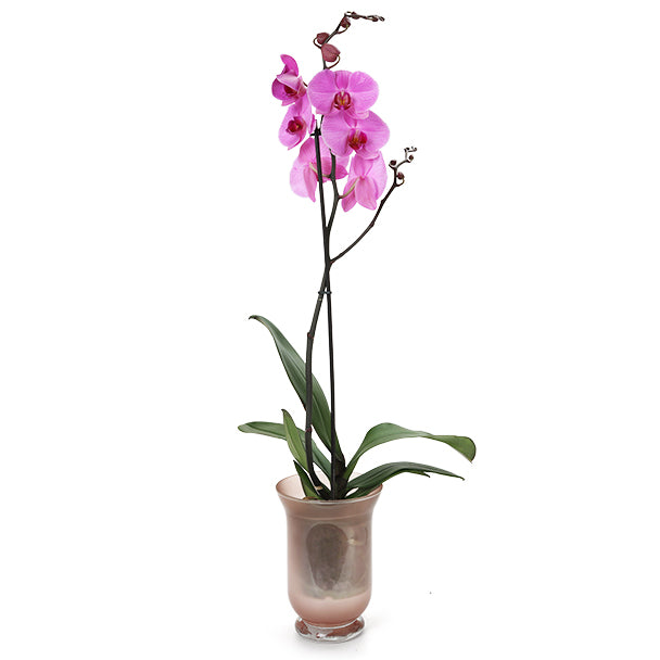 Orchid in a vase