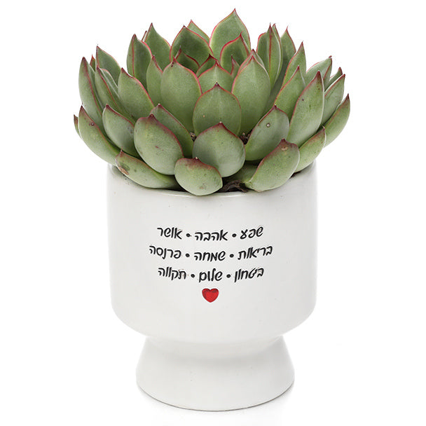 עציץ סוקולנט בכלי עם כיתוב 